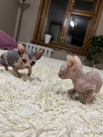 Канадский сфинкс