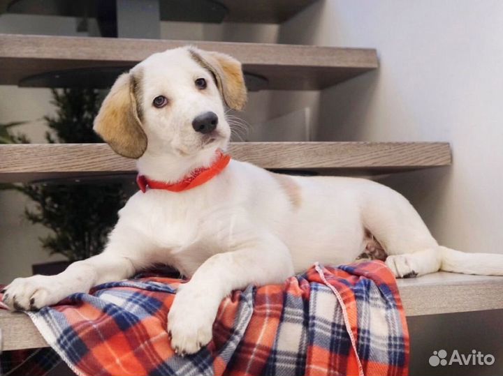 Фотограф для животных