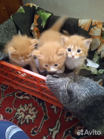 Котята бесплатно