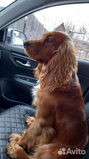 Русский охотничий спаниель