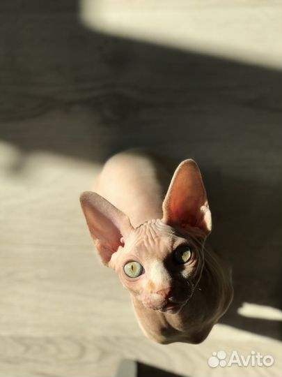 Вязка кот канадский сфинкс