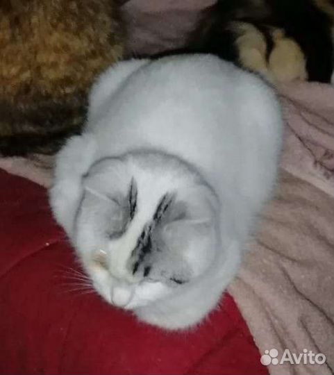 Sosкотик без глазика ищет семью