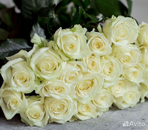 Букет роз 101 роза 51 роза