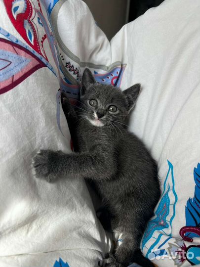 Малышка Боня ищет семью (забронирована)