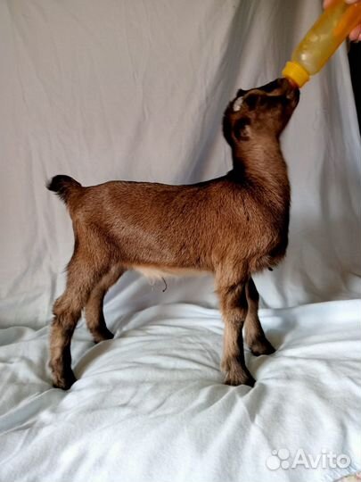 Продаются козлята ламанча и англо-нубийский козёл