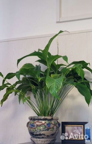 Спацифиллум 90 см