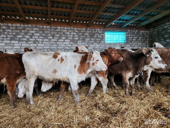 Продаю бычков