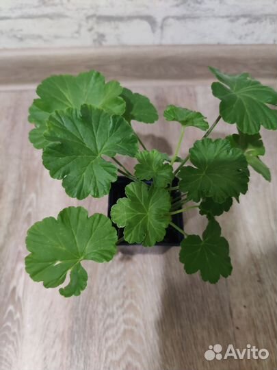 Пеларгония герань