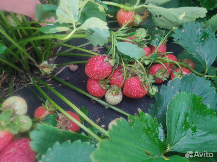 Рассада клубники и кустики побольше разные сорта