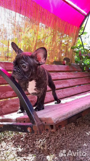 Французский бульдог щенки