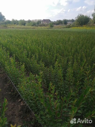 Кизильник двулетний опт