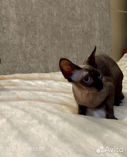 Канадский сфинкс