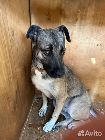 Собачка из приюта верит, что её заберут домой