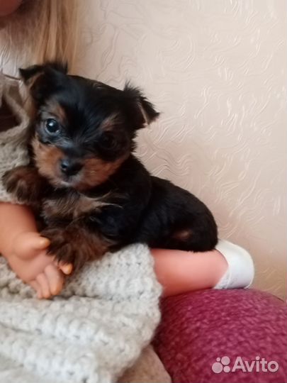 Щенки йоркширского терьера мини, беби-фейс