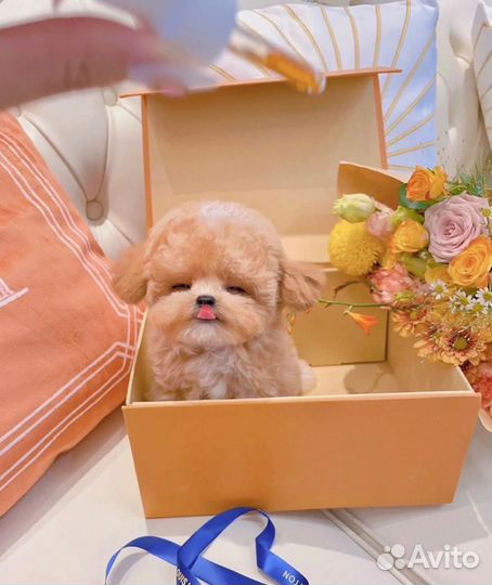 Мальтипу микро девочка import one in a million