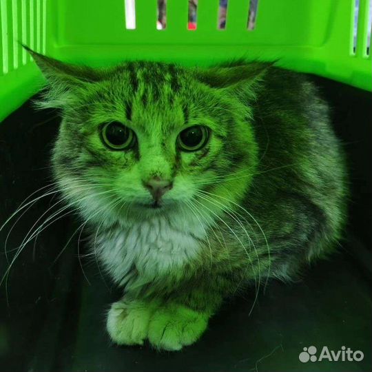 Маленький пугливый серенький котенок-мышонок