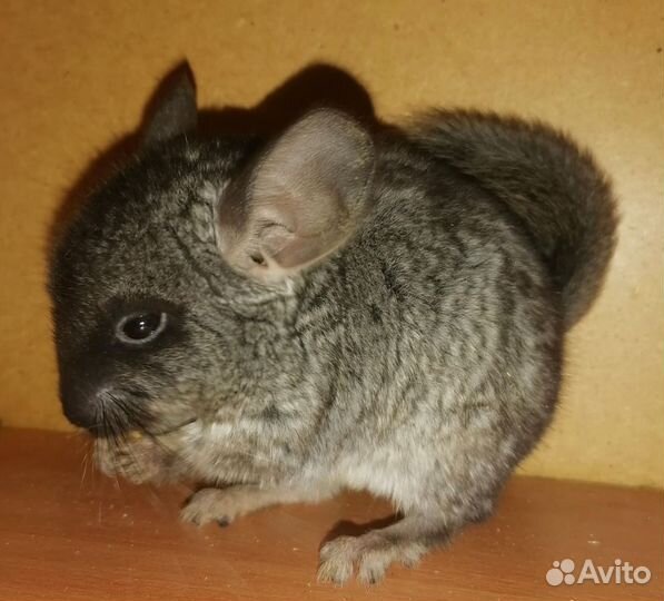 Шиншилла черный бархат