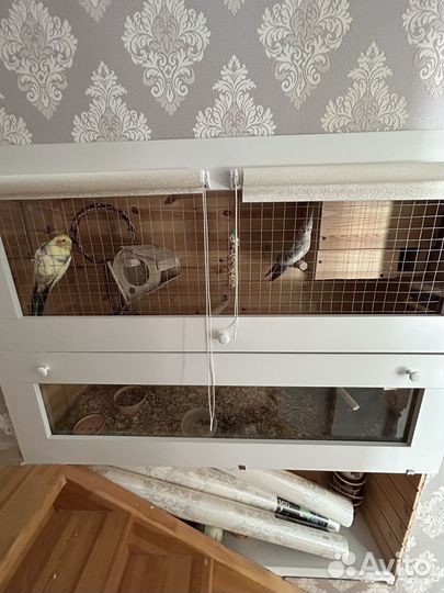 Попугай корелла девочка