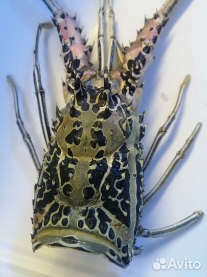 Панцирь лангуста