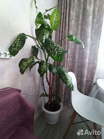 Диффенбахия