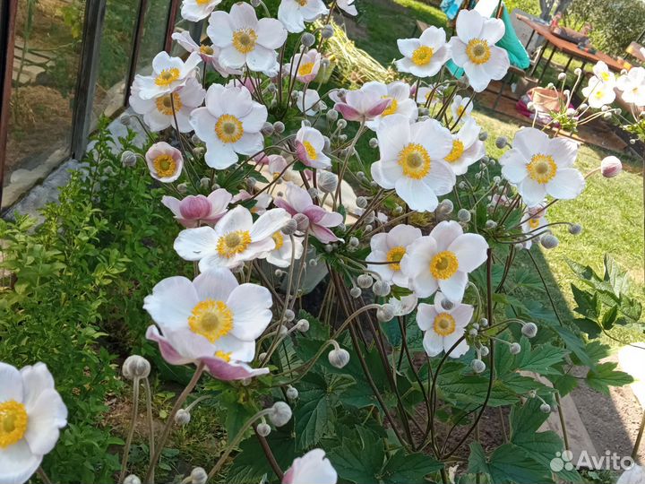 Анемона японская