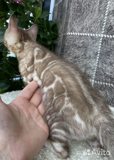 Бенгальские котята
