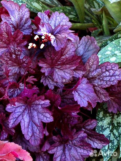 Гейхеры,лилейники,седум,физостегия