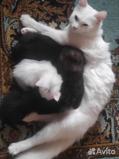 Котята турецкой ангоры