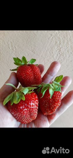 Клубника, малина, ежемалина