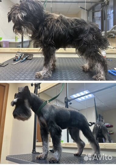 Груминг, стрижка, вычесывание собак и кошек