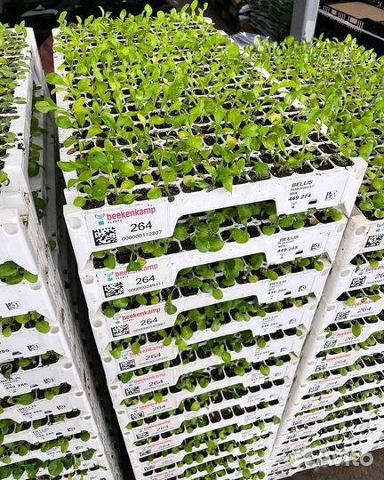 Сеянцы эустомы оптом