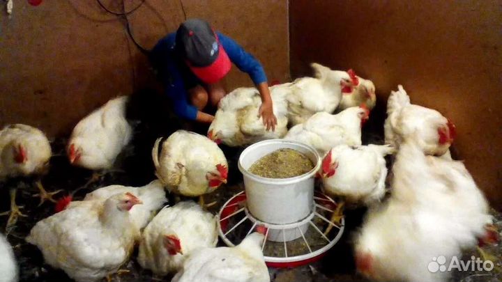 Цыплята бройлеры суточные