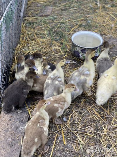 Мускусные утята индоутки двухмесячные