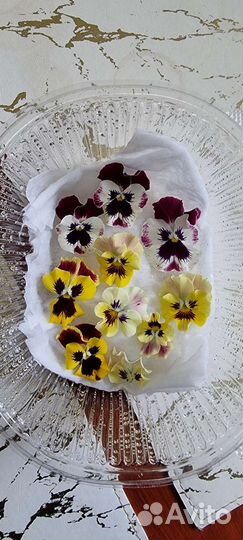 Комнатные растения цветы