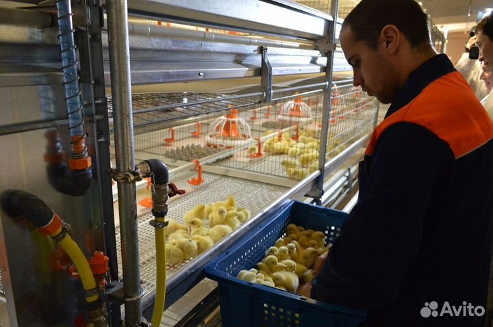 Оператор птицевод - вахта в Челябинской области