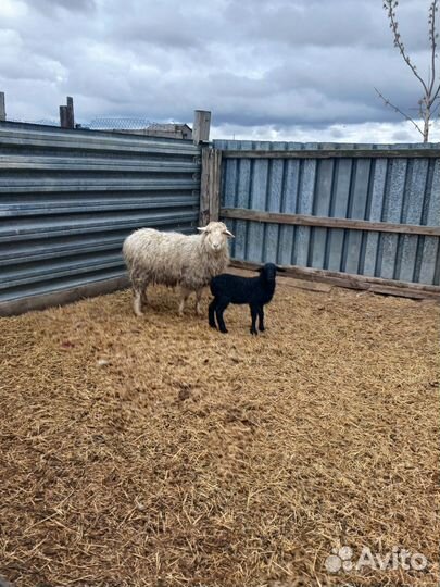Овцы бараны