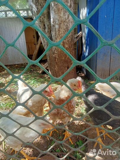 Петухи 3 месяца
