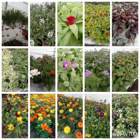 Продажа овощной рассады и цветов