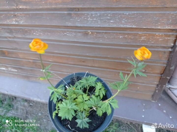 Купальница Оранж Принцесс и мак красный садовый