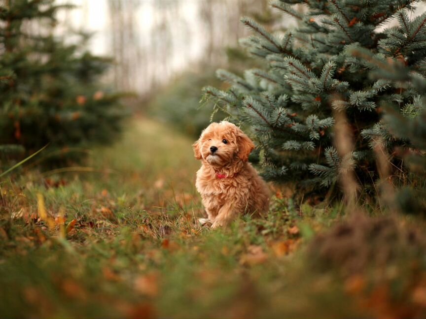 Девочка Maltipoo f1