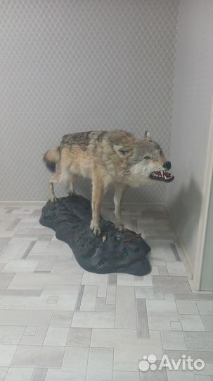 Чучело волка