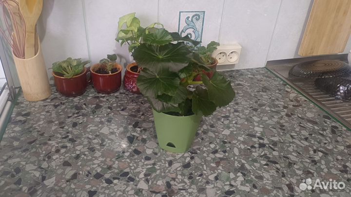 Бегония цветущая