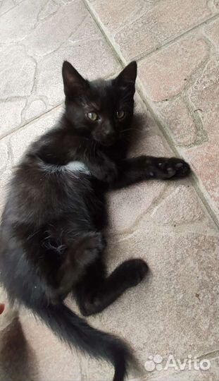 Котик в добрые руки