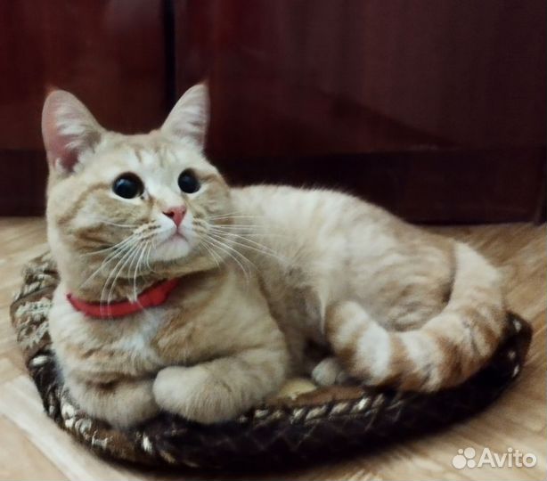 Кот в добрые руки
