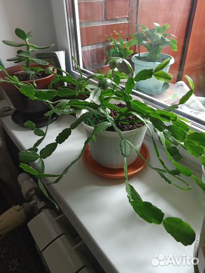 Декабрист - шлюмберг