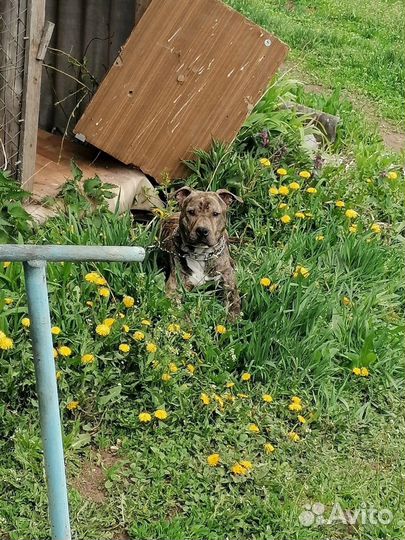 Питбультерьер