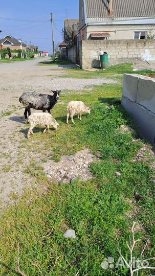 Овцы бараны ягнята