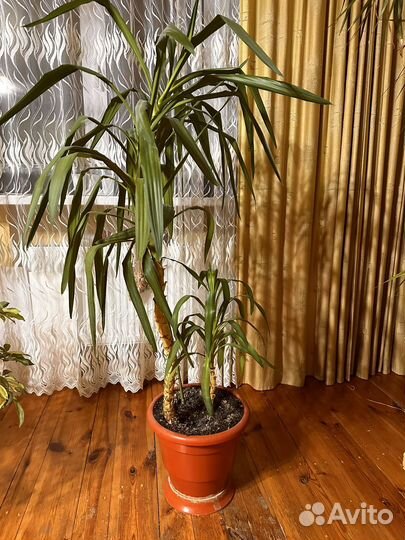 Пальма юкка