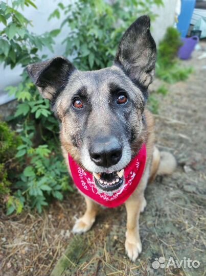 Собака Гера, метис овчарки ищет дом, семью