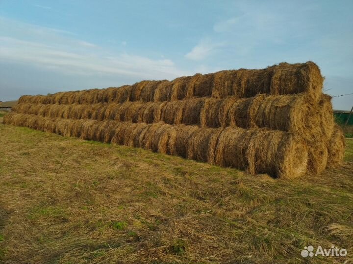 Продаю сено 2023г